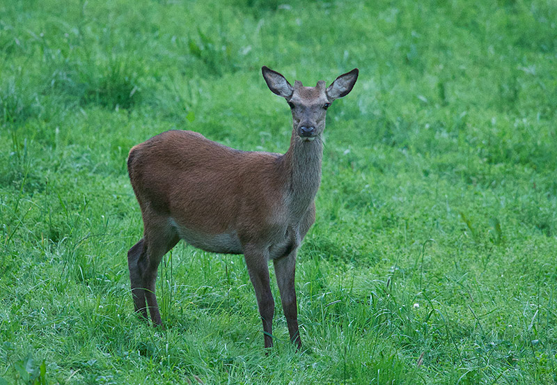 Hjort - Red deer (Cervus elaphus).jpg